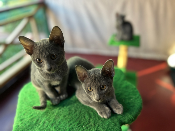 Luna and Jarrah